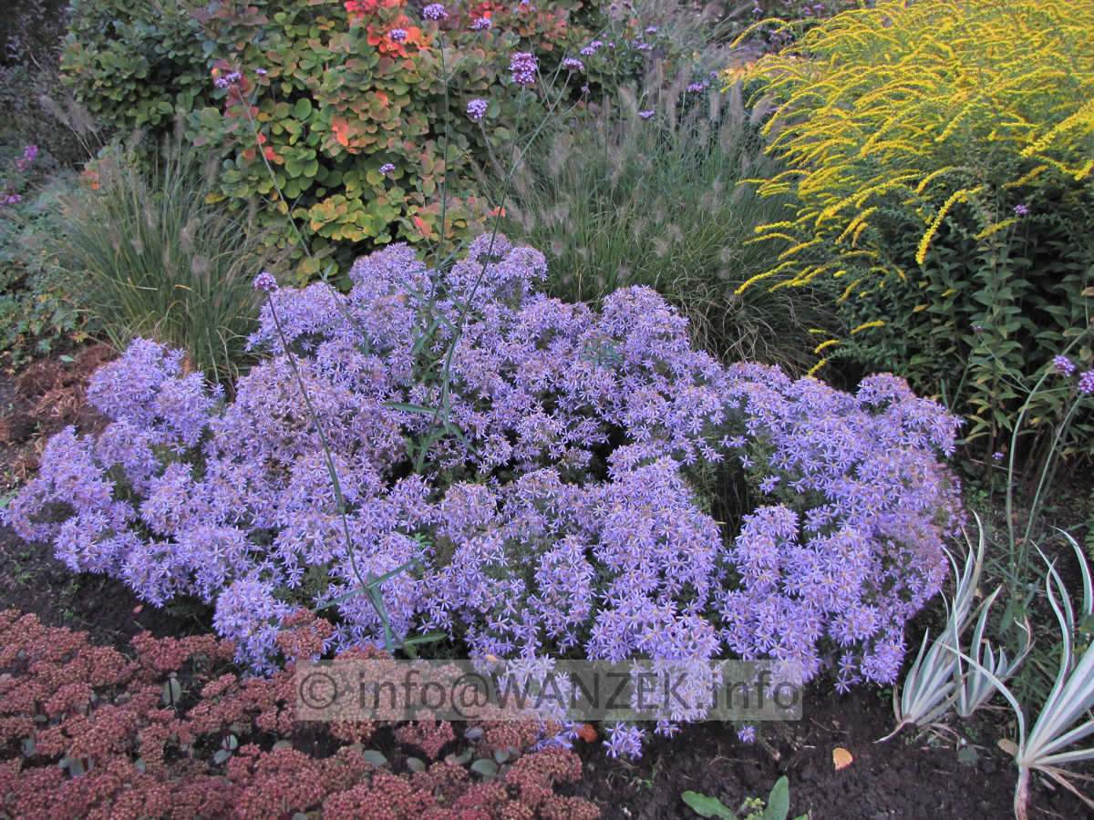 Aster sedifolius Nanus  -Beet.JPG